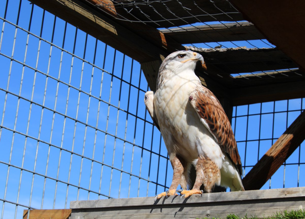 Our birds are enjoying this uncanny warm weather! 🌞😎 

Especially our handsome #ferruginoushawk Rouge!