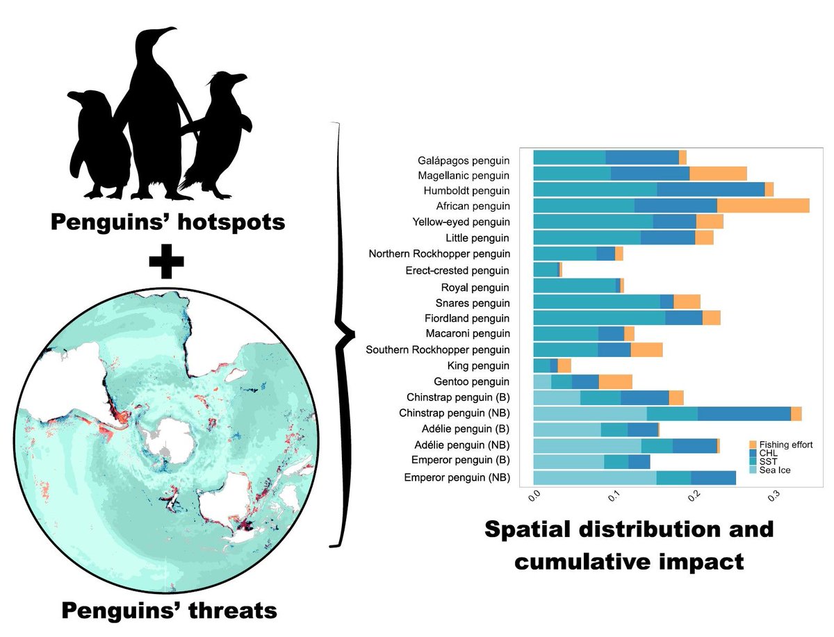 || OUT NOW || Climate and human stressors on global penguin hotspots: Current assessments for future conservation 📄 onlinelibrary.wiley.com/doi/full/10.11…