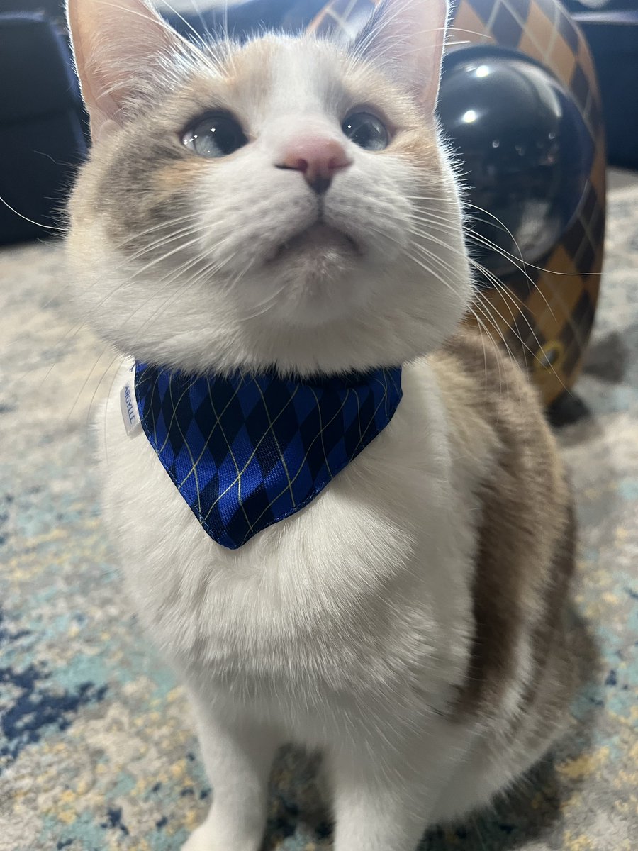 Panko A. Cat’s Mom tweet media