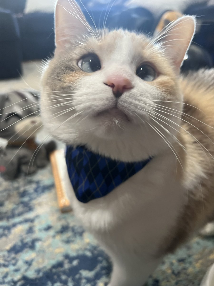 Panko A. Cat’s Mom tweet media