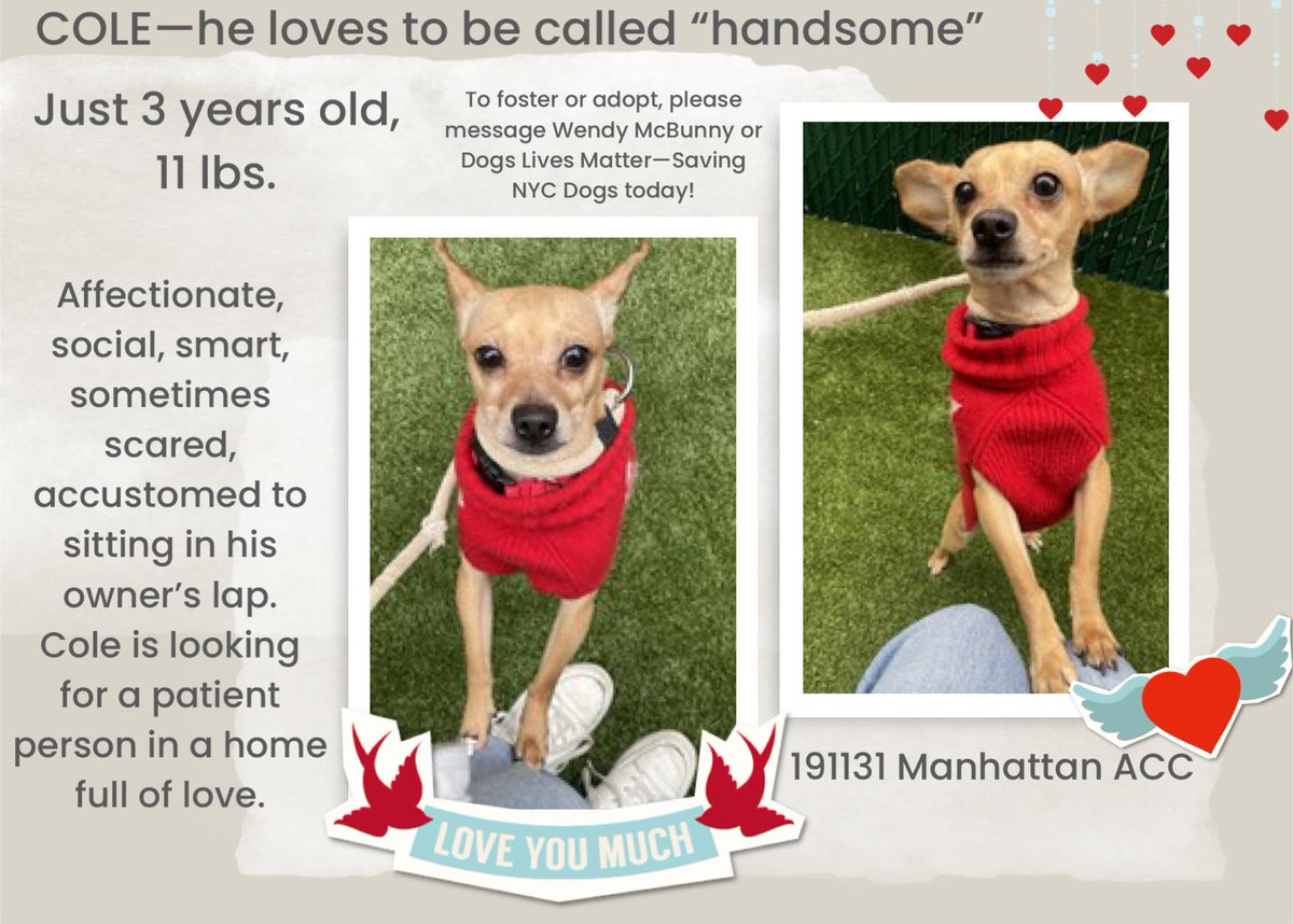 Pound Hounds ResQ tweet media