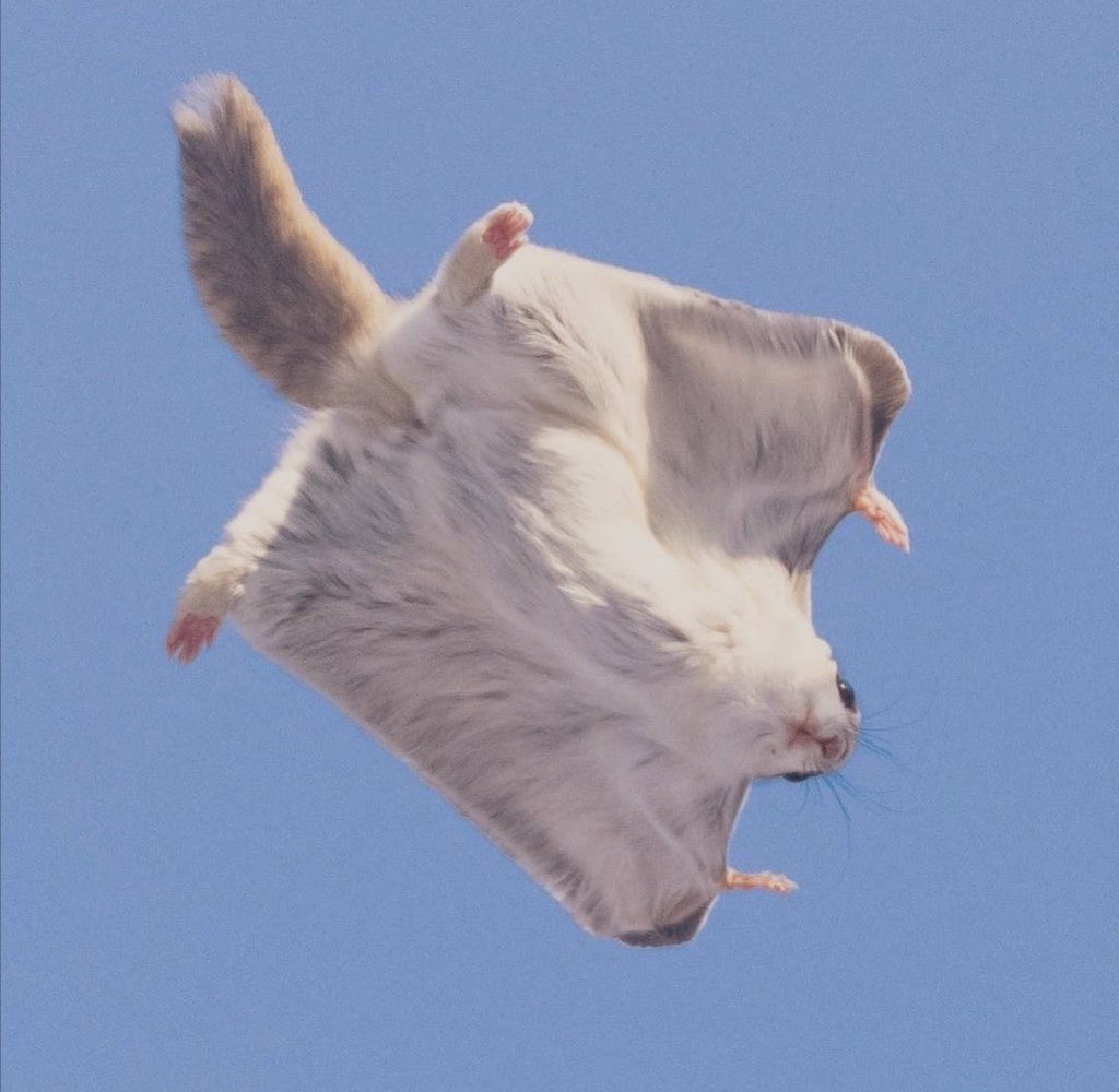 ＜: 3)～ tweet media