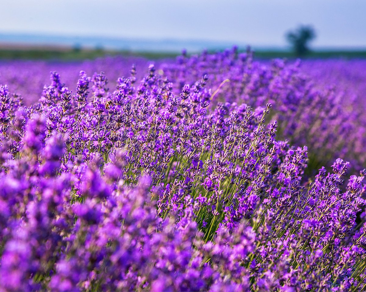 KinvaraSkincare's tweet photo. We 💜 Lavender

This beautiful flowering plant is well known for creating an uplifting and energising aroma with its relaxing fragrance. Lavender not only smells amazing but it has been used to enhance our mood and wellbeing for hundreds of years. https://t.co/ztELrOVjOT