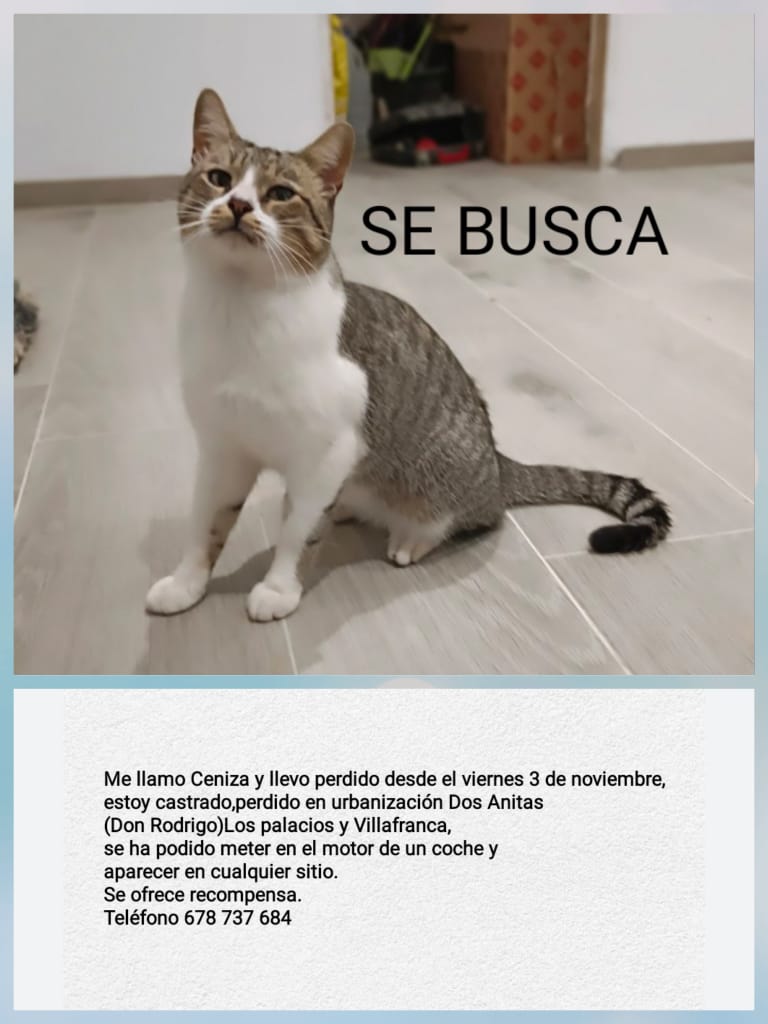 #ESPAÑA #Sevilla Gato #perdido en #Lospalacios Por favor DIFUSIÓN   #Lospalaciosyvillafranca