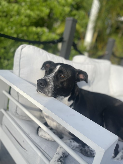 @alexapaynexx did a cute photoshoot with my pup 💗 https://t.co/XGV348isSc<a class="tags" href="/tag/alexapaynexx">@alexapaynexx</a><a href="/tag/macymeadows"class="tags"><span>#macymeadows</span></a><a href="/tag/macymeadowsbirthday"class="tags"><span>#macymeadowsbirthday</span></a>