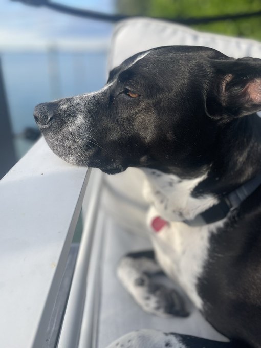 @alexapaynexx did a cute photoshoot with my pup 💗 https://t.co/XGV348isSc<a class="tags" href="/tag/alexapaynexx">@alexapaynexx</a><a href="/tag/macymeadows"class="tags"><span>#macymeadows</span></a><a href="/tag/macymeadowsbirthday"class="tags"><span>#macymeadowsbirthday</span></a>