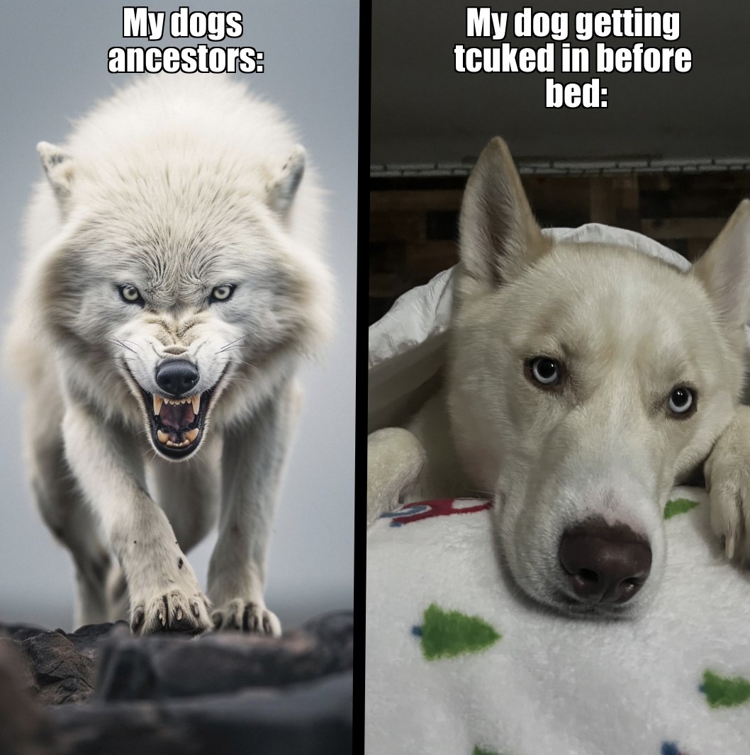 AlyssaBelmont15's tweet photo. one of our spoiled pups! #MCO335 #husky https://t.co/6n7Vnjkmqr