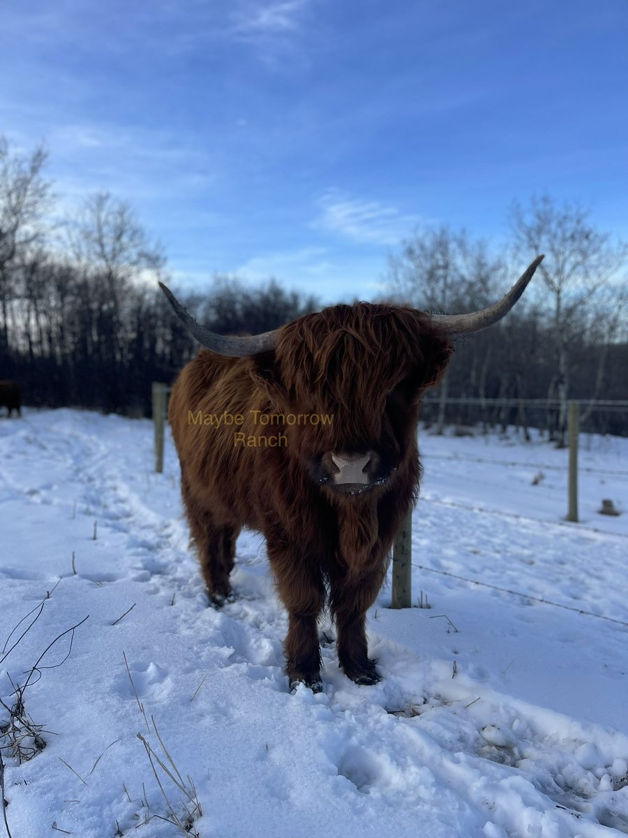 mthranch's tweet photo. Jadeπ
#maybetomorrowranch #alberta #albertacattle #highlands #offgridfarming #highlandheifer #highlandcow https://t.co/6wEiJx2QJo