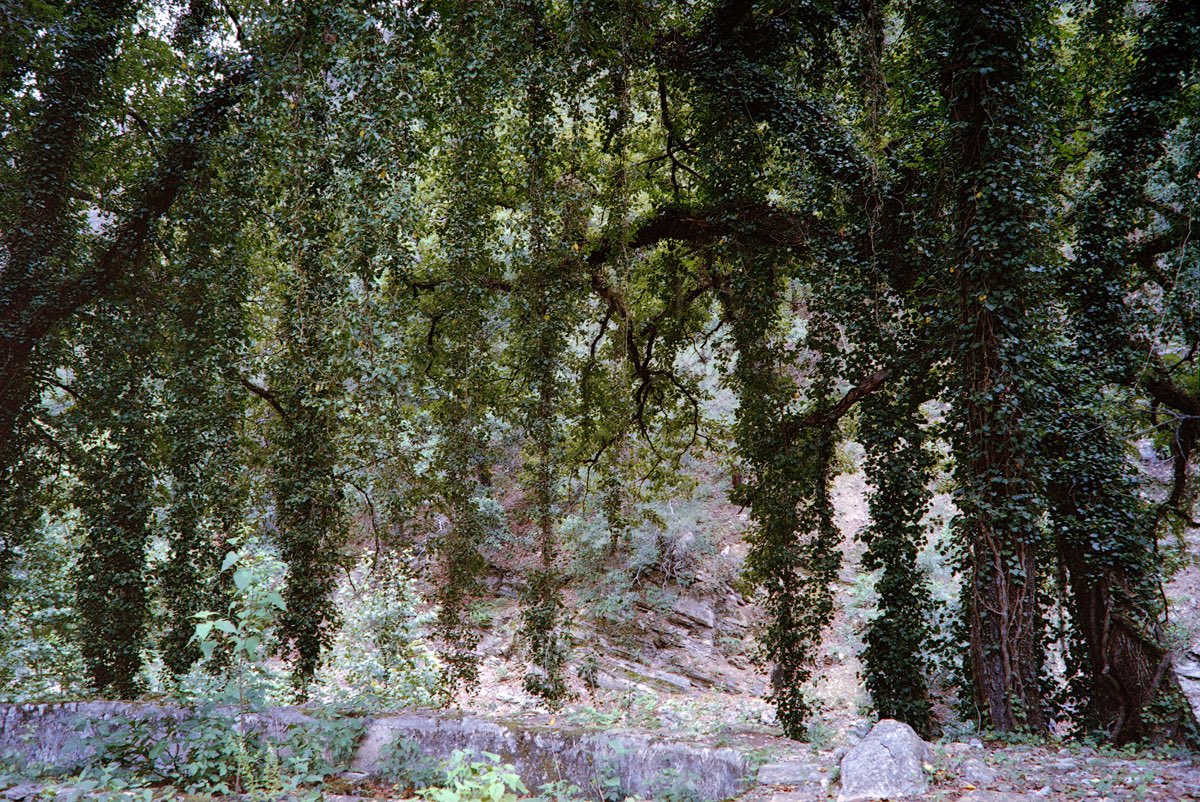 Retake 🌱
My recent muse is Santiago, N.L. 🌿🍃🌳🌲💚

#nikon35ti #kodakultramax400 #filmisnotdead #filmphotography