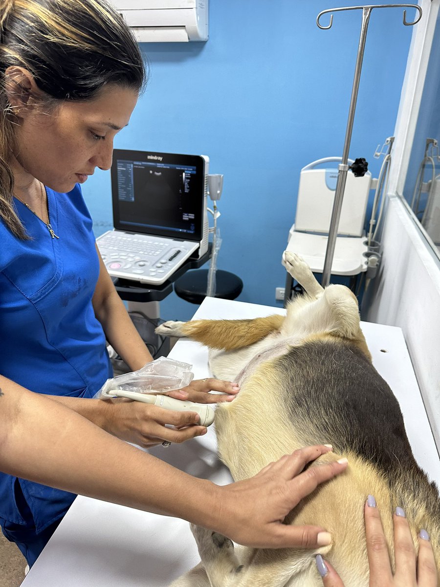 ayudemosapluto's tweet photo. The news from #CafeAP is not encouraging 💔 When draining her the liquid was bloody, they echoed again and a huge mass was seen in her liver 💔😭 The Dr. indicated to continue with Furosemide and added Prednisone and Tranexamic Acid, we must keep her on this and provide her with https://t.co/AEkgiV3YWF