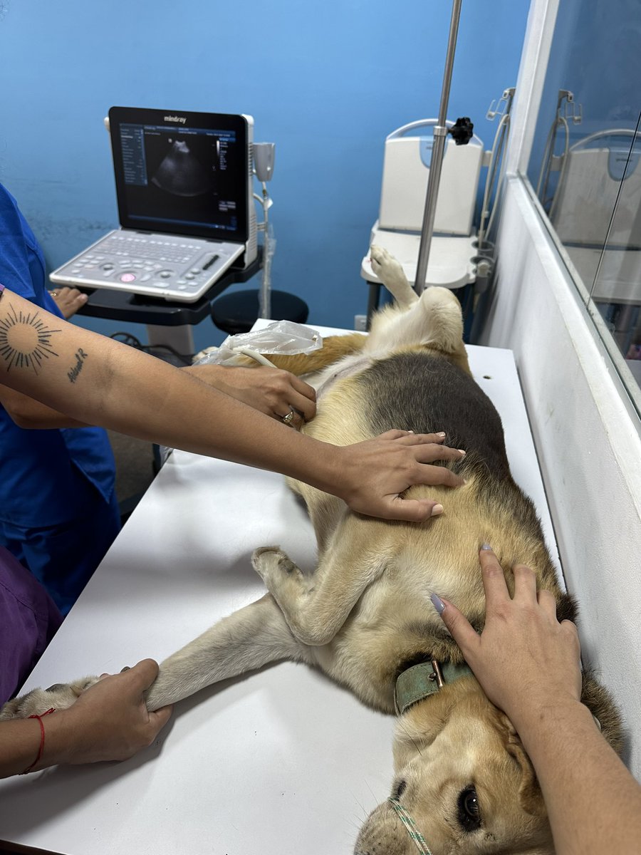 ayudemosapluto's tweet photo. The news from #CafeAP is not encouraging 💔 When draining her the liquid was bloody, they echoed again and a huge mass was seen in her liver 💔😭 The Dr. indicated to continue with Furosemide and added Prednisone and Tranexamic Acid, we must keep her on this and provide her with https://t.co/AEkgiV3YWF