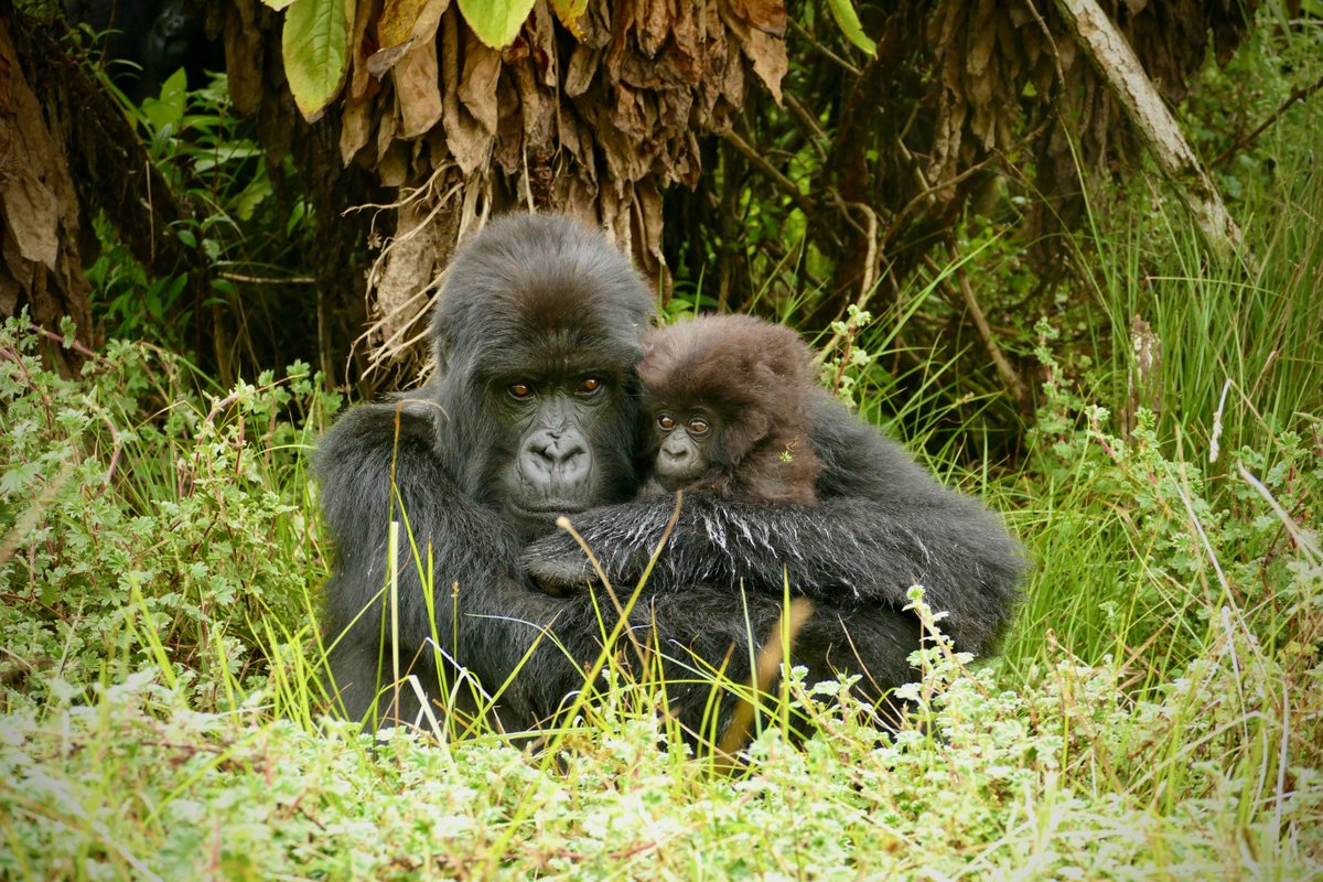 It's a mom hug. 🤗 💛 

This is Akaramata with her 6-month-old Intarumikwa. These gorillas live in Mutobo's group.

📸 Photo: Josue Nsengiyumva

#conservation #gorillaconservation