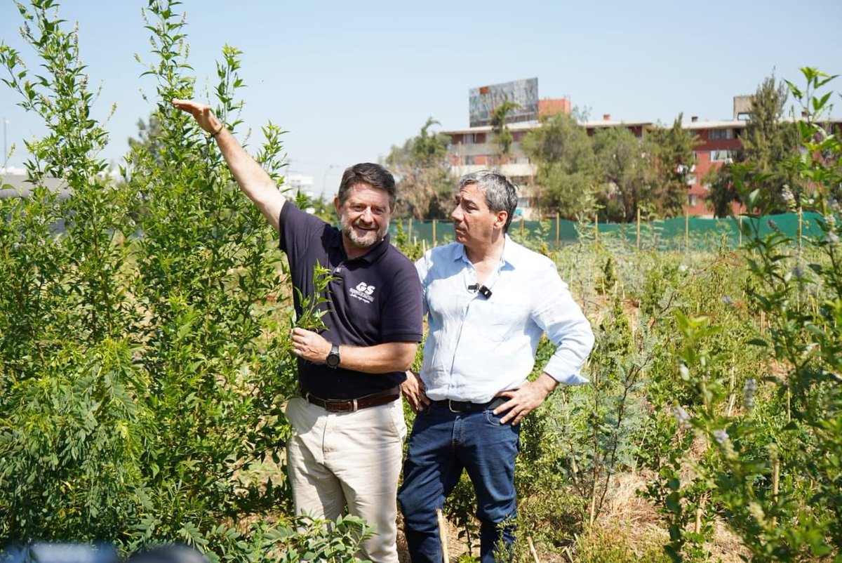 Orrego's tweet photo. Una ciudad inteligente se prepara para mitigar el #cambioclimático. Visitamos https://t.co/ErKqdVG3fw bosque urbano Miyawaki en #Independencia: proyecto @Gob_Santiago con 50 especies y 5 mil ejemplares de árboles nativos para enfriar la #RM ¡Vamos por + pulmones verdes! https://t.co/khz1b4NBSw