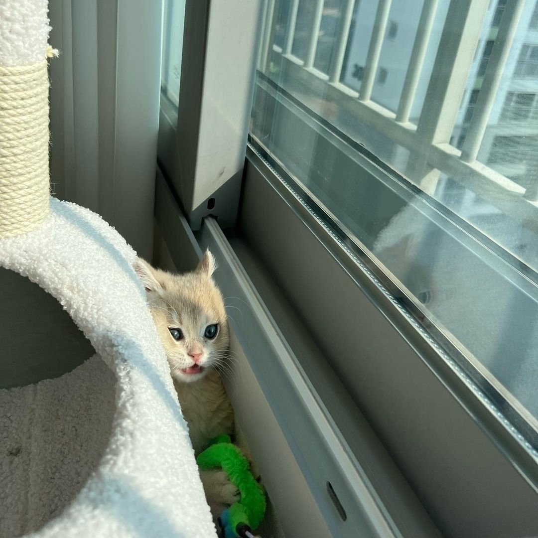 contents that ll heal your depression 🌻 (@catshealdeprsn) on Twitter photo 