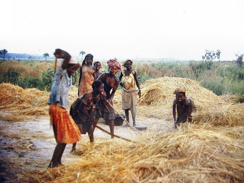 EmpireNupe's tweet photo. Women and children using traditional threshing method on a rice farm during the harvesting period, Trans-Kaduna 1975. https://t.co/JKkeIorfMy