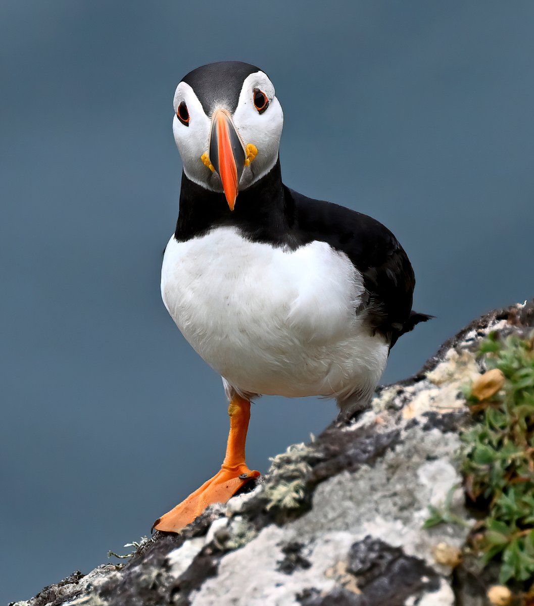 Curious Puffin! 😍 #TheDailyPuffin 🐦