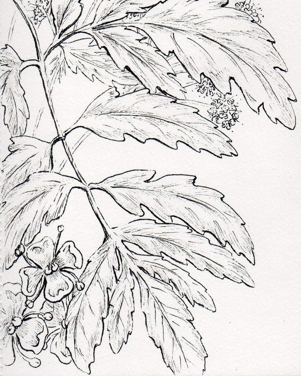TwiningTree's tweet image. Today's #Nature Post is #Hemlock!😄

A member of the Umbelliferae order, it is related to carrots, parsnip, and fennel. Often mistaken for Queen Ann's Lace, it contains a poisonous alkaloid. Spiritually, it's connected with purification and astral projection.

🌱#art #pagan