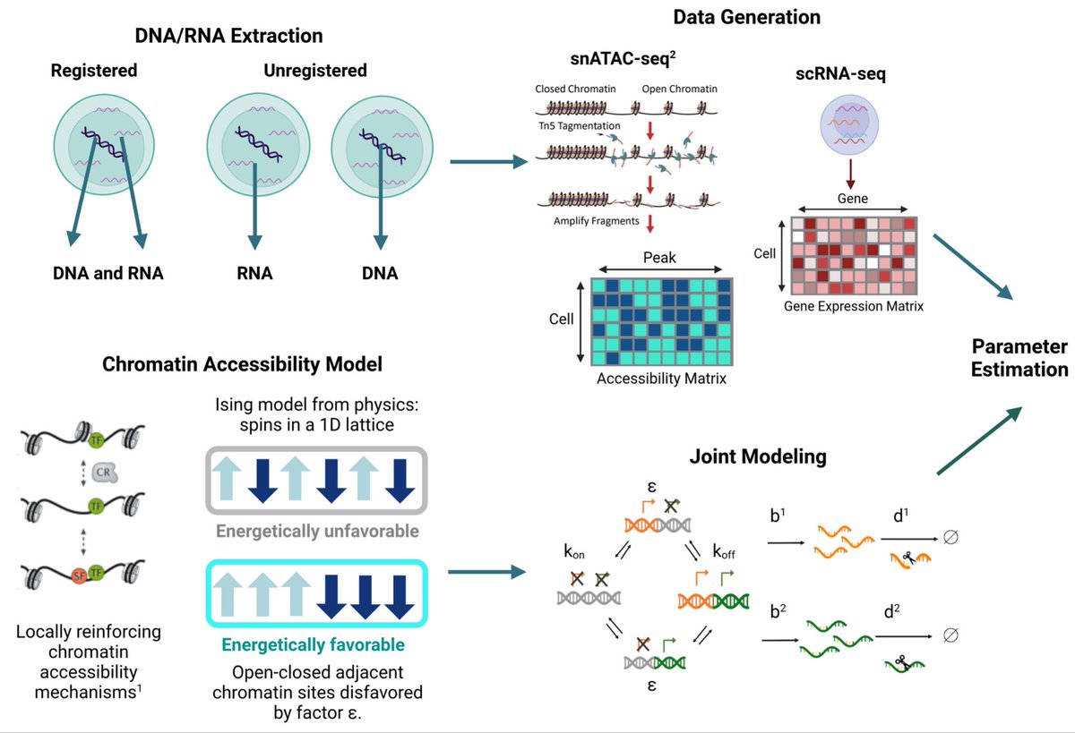 A Biophysical Model for ATAC-seq Data Analysis biorxiv.org/content/10.110…