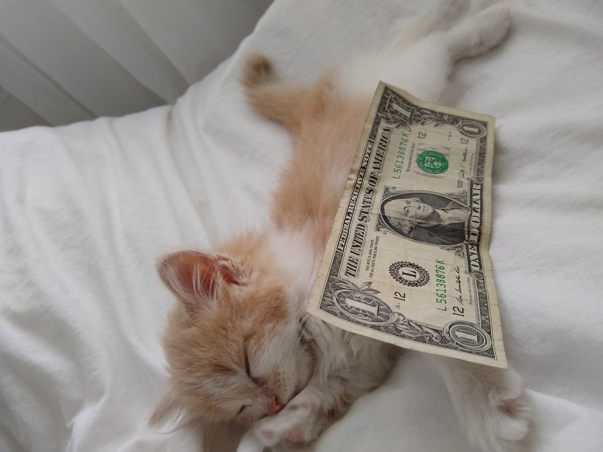 WilburyDirk's tweet photo. @KierstenWarren Tippy early on. #GetSmall https://t.co/oKuWvYIHDl