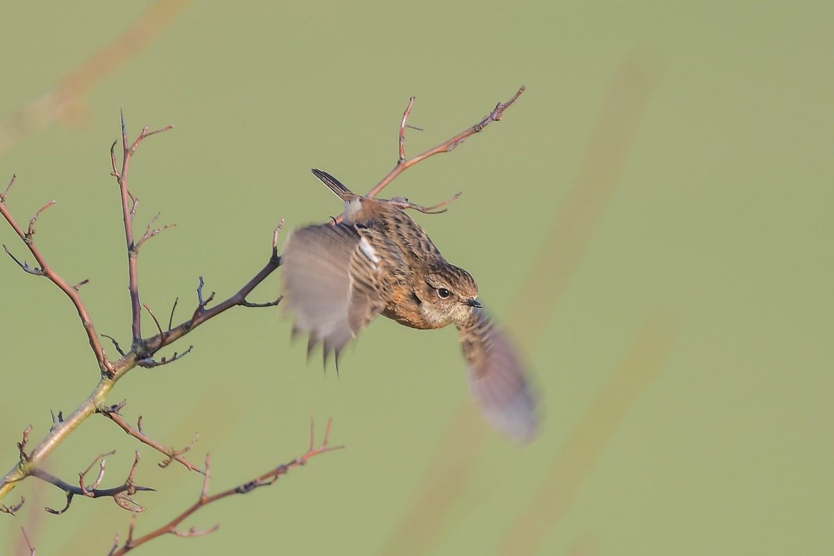 Stonechat at Pitstone Hill