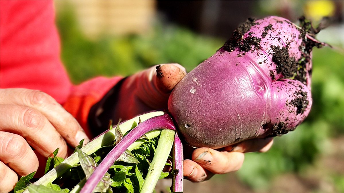 The Emergency Food Assistance Program (TEFAP) provides nutritious foods at no cost to low-income Texans while supporting agriculture producers, including the many we have here in the great state of Texas! For more info about TEFAP visit bit.ly/3vYhEwU or call 2-1-1.