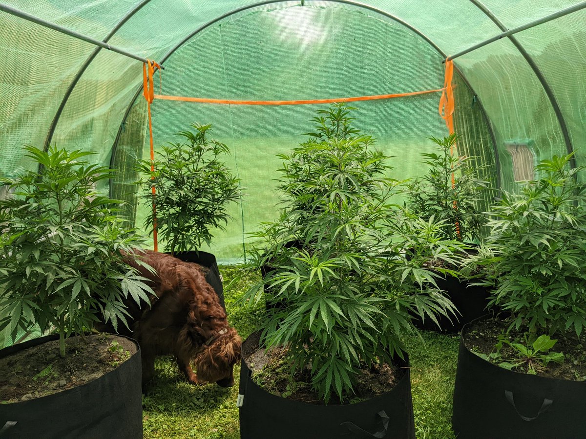 Terp FRENzy tweet media