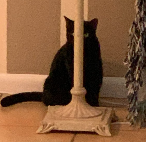 MiamiMILFriend's tweet photo. @ForestMommy So small you can't even see her hiding... https://t.co/SEzpMm7ubG