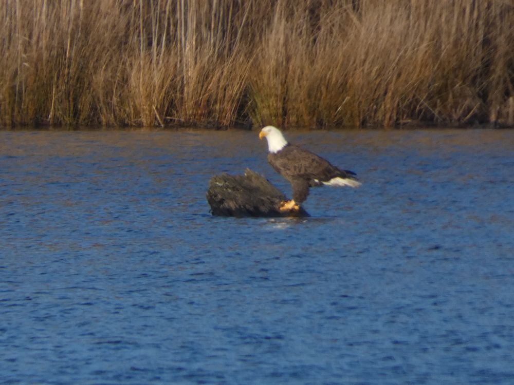 Unexpected Wildlife Refuge tweet media