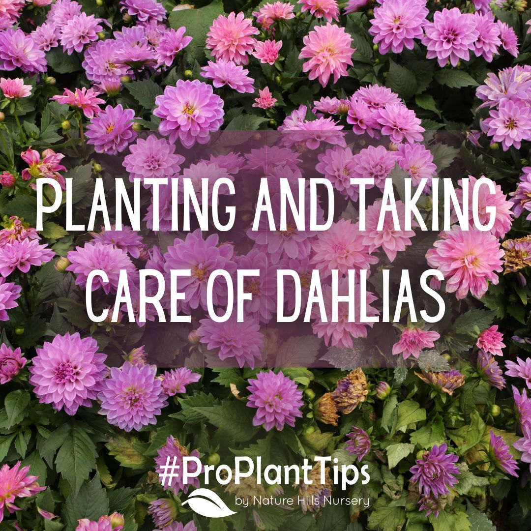 naturehills's tweet photo. Take your yard to the next level with Dahlias! Check out our newest #ProPlantTips blog to learn how to plant and take care of Dahlias.
Link:
#naturehills #dahlias #springplanting https://t.co/6whhNcox4W