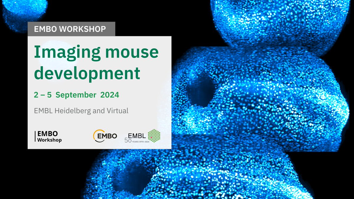 Join us for #EMBOMouseDev, an EMBO Workshop aimed at uniting and empowering an emerging community dedicated to the four-dimensional reconstruction of mammalian development! 🧬 👉 s.embl.org/imd24-01 🗺️ EMBL Heidelberg and Virtual ⏰ Submit abstract by 10 June