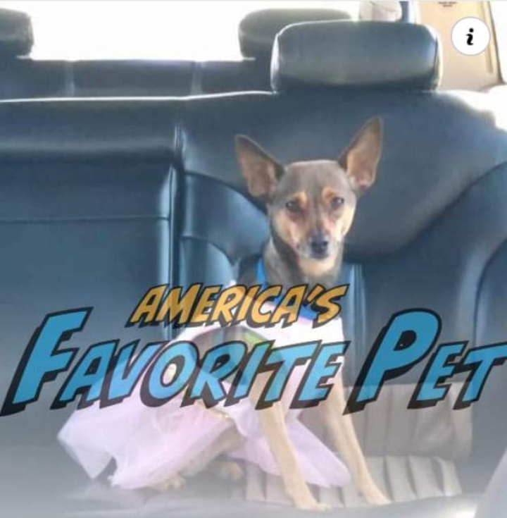 EminemLookalike's tweet photo. Hi everyone! Please share your love for Noel as America's Favorite Pet! Visit her profile link and let's escalate her to the top.
https://t.co/UmatiQxqFN
#America #favorite #canine #Popular #sweet #beautifulgirl https://t.co/rnbx8T5olZ