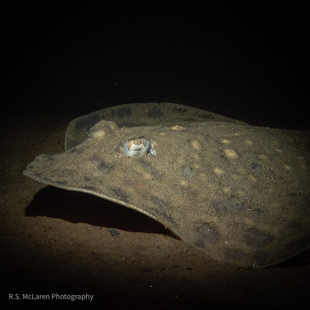 Underwater.ross tweet media