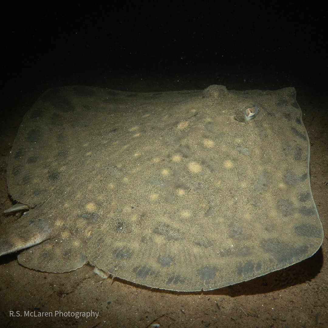 Underwater.ross tweet media