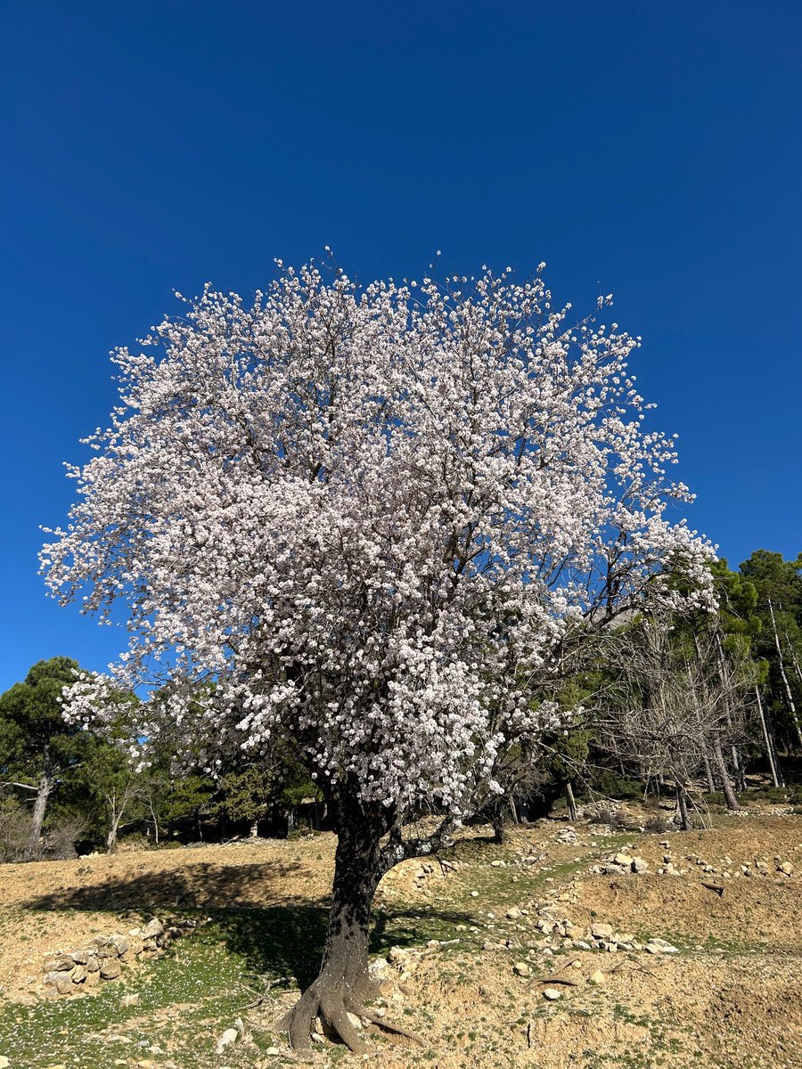 onarockatlast's tweet photo. Early blossom Andalucia… something to counter the endless negative newsfeeds…. (Unless you wonder what is causing it to be so early this year?!!) @campbellclaret https://t.co/MMTr778z9D