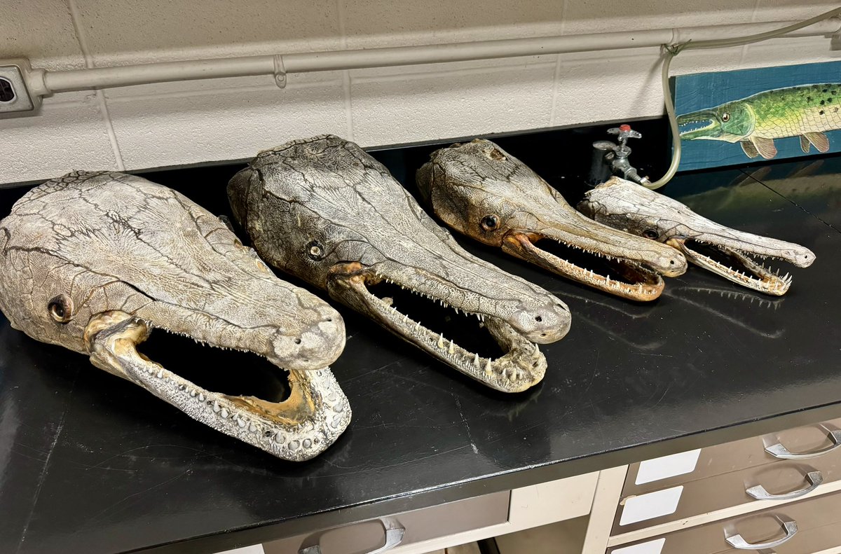 SolomonRDavid's tweet photo. I’m packing up for the Southern Division Meeting of @AmFisheriesSoc in Chattanooga, TN; wondering if I should bring one or all of these as carry-on, I mean garry-on, items? #SDAFS
Who else among the fish folks will be there? We’ll also be visiting @TNAquarium! https://t.co/QWTAuGBtPy