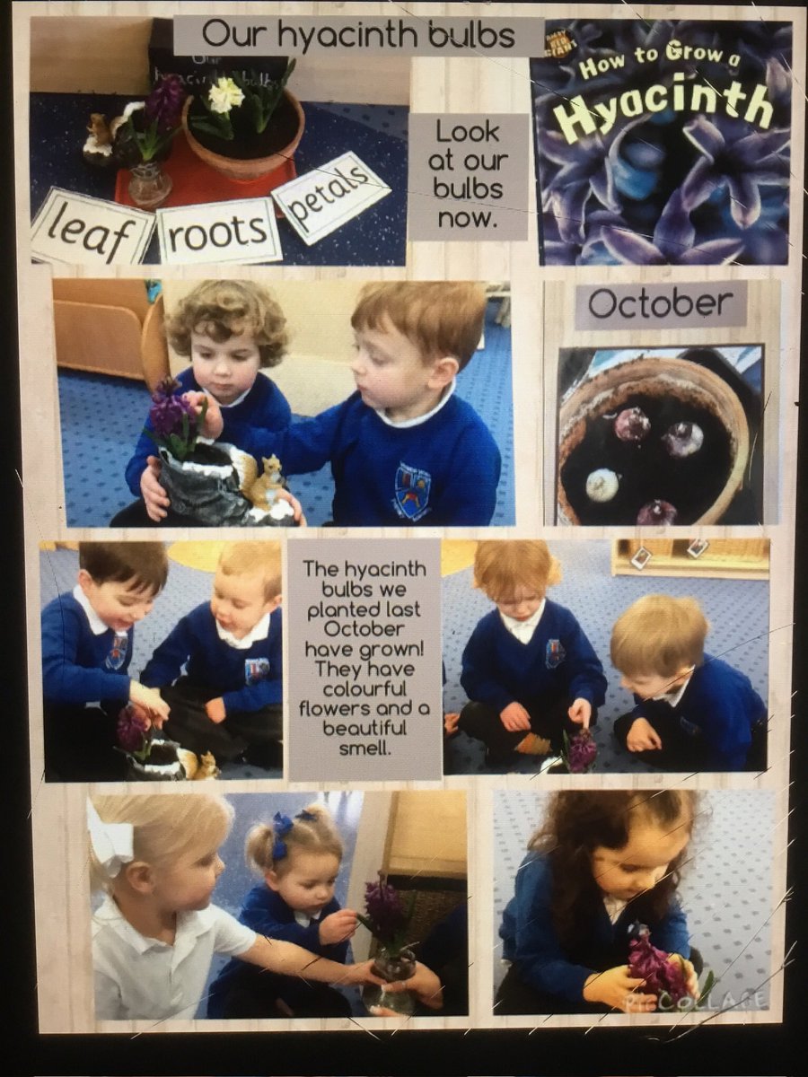 MrsKFitzgerald's tweet photo. Look what has happened to the hyacinth bulbs we planted in the Autumn! πͺ»πͺ»πͺ»#WWPAEYFS #WWPASCIENCE https://t.co/8PLGg1ryZ3