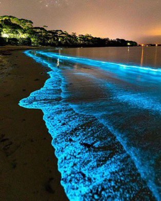 necesito ver las aguas bioluminiscentes en Australia.