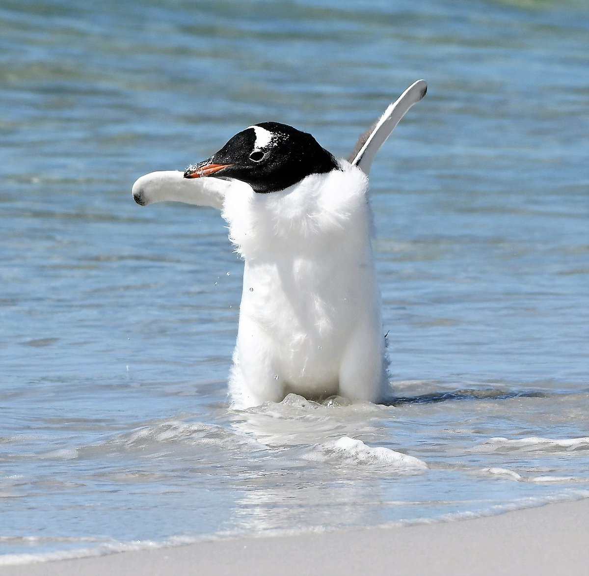 A young Gentoo penguin having fun...#FalklandIslands #Summerfun #beachlife #ocean #penguinlovers #Fluffy #Penguins