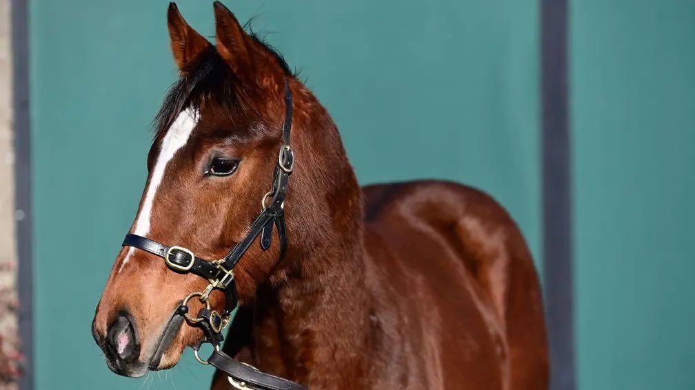 🗣️ 'It's probably one of the best foal sales we've had' - Blue Bresils lead the way for Walshtown Stables at Tattersalls Ireland Aisling Crowe reports as sales return to Ireland for the first time in 2024 Read more 👉 bit.ly/42icIie