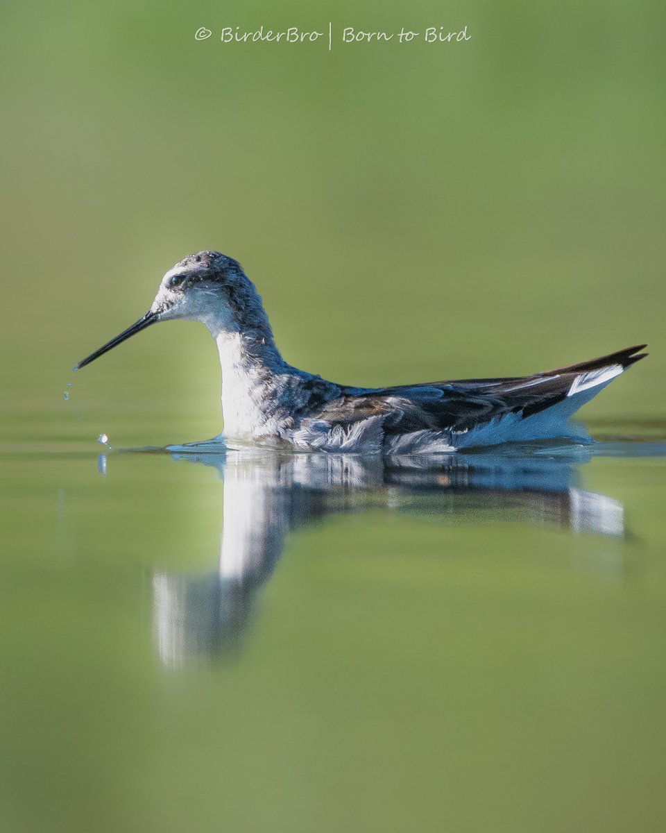 A phenomenal Phalarope is floating along for #WaderWednesday 😍

QRP🔁w/ ur📸of #shorebirds w/ the#⃣to raise awareness for #wetlands #conservation!
~~
#BirdTwitter #biodiversity #birdphotography #BirdsOfTwitter #birding #birdwatching #environmentprotection @waderquest @waderstudy