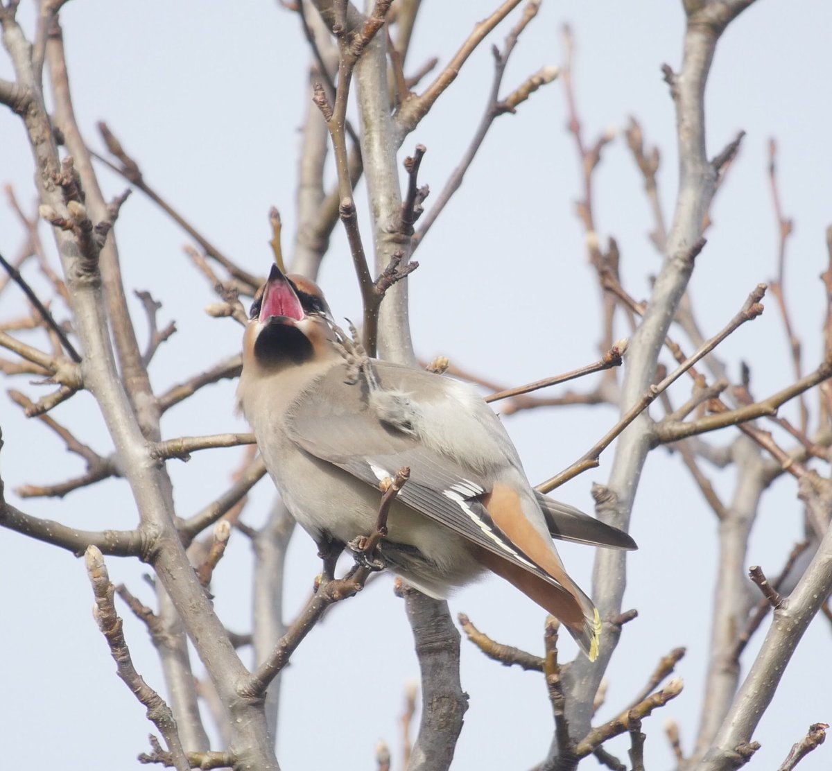 A few shots of yesterdays 5 Waxwings in Biggleswade Beds - presume the last bird (mouth open) is a 1W female ? - no red or yellow in the wing