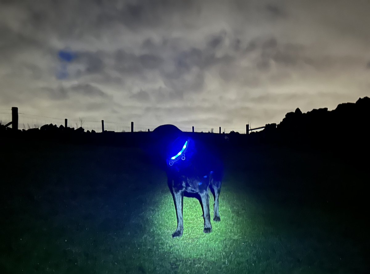 andyb066's tweet photo. Evening walk. Giving the beastie boy chance to model his new kit. @BipolarUK #poletopolechallenge #rebelsrelay @runningpunks #runningpunks #walkingpunks https://t.co/M8f7IW8cp9