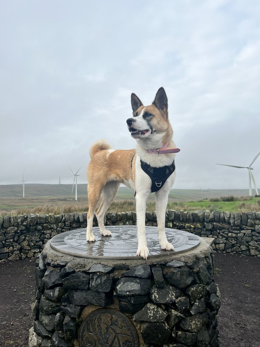 Mushiprop's tweet photo. @JaneyGodley Brodie showing is why we should #AdoptDontShop https://t.co/mjHdVFkcDJ