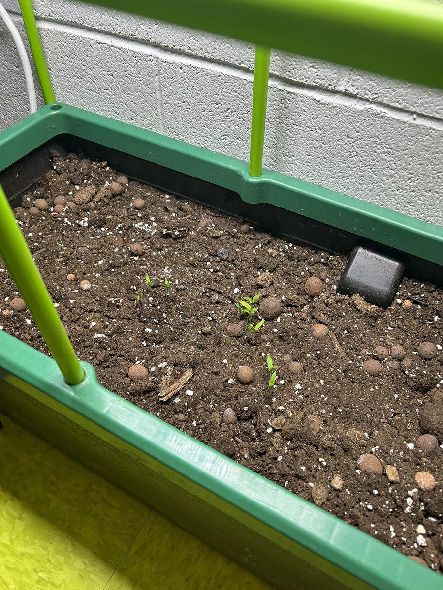 Exciting news…. We have a CANTALOUPE growing!!!! Our urban jungle planter has the tomatoes sprouting as well today :) We have some excited gators <a href="/GretnaG/">Gretna Green</a> !! <a href="/stemnorth/">STEM North</a> <a href="/SucSeedCanada/">SucSeed</a>
