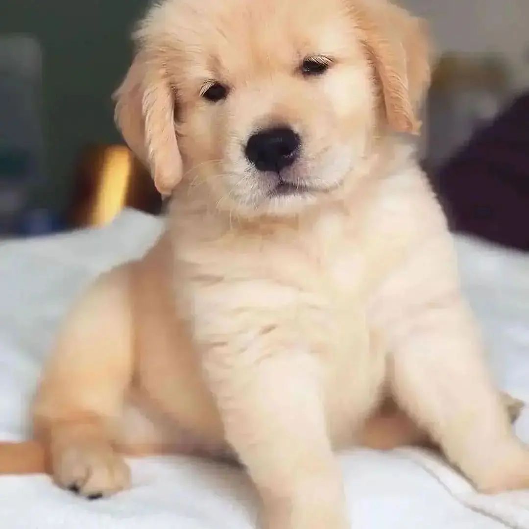 GoldenClub50's tweet photo. Today best photos Golden retriever puppy 🔥❤️ https://t.co/0s9iKAc0YQ