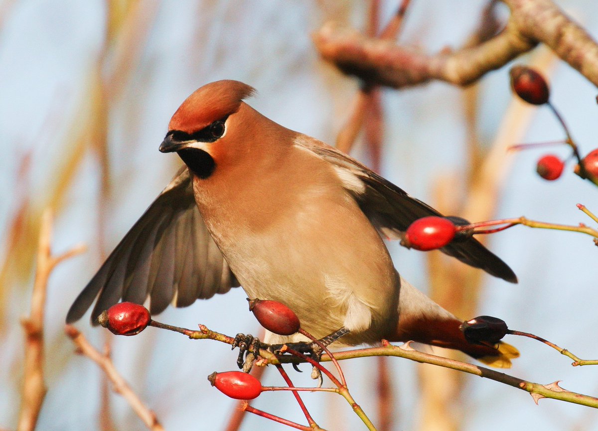 Some of my pics today of the waxwing this evening in Dungarvan, great to see so many people there today taking photos of these Beautiful birds,