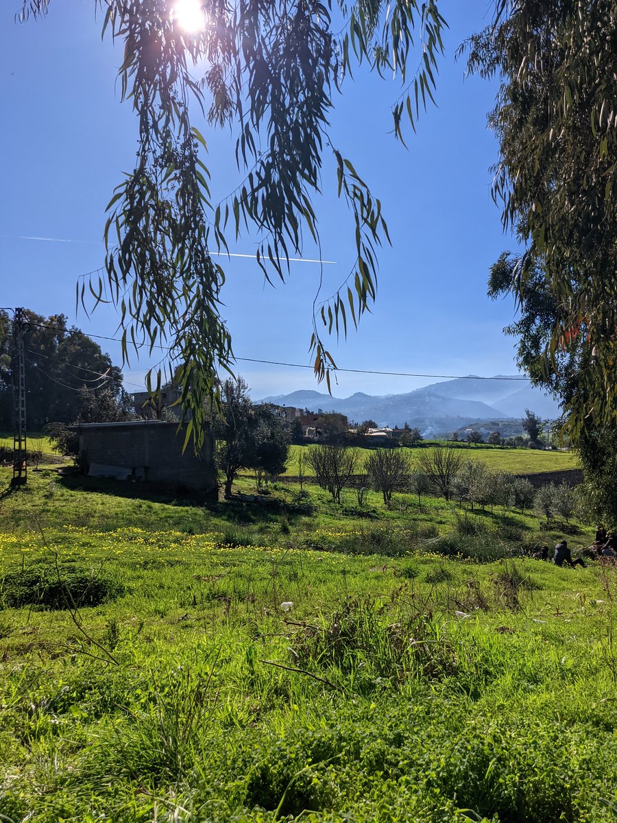 Planted my first tree ,here's to hoping it grows as fast as my enthusiasm did! 🌱😅