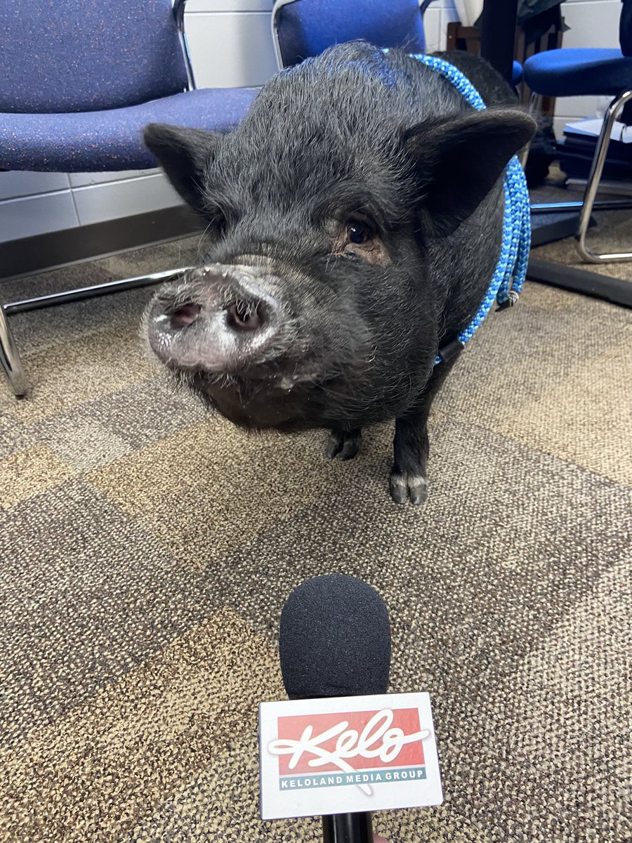 It’s a bird! It’s a plane! No… it’s Kevin Bacon! 

Hear more about <a href="/VermillionPD/">Vermillion Police</a>’s favorite pig on duty tonight on <a href="/keloland/">KELOLAND News</a>. 🐷✨