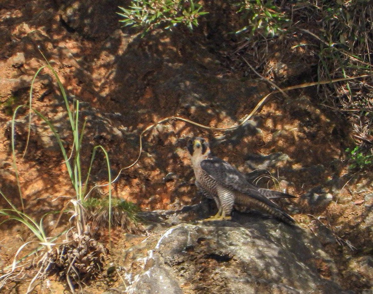 marenelcamino's tweet image. En #Santoña , este pasado fin de semana la "estrella" era la #Habelda pero a mí me dejó mucho más contenta ver estos preciosos #halcones. ¿Esto me pasa por culpa del #halcón de @DGpajaraguer ?