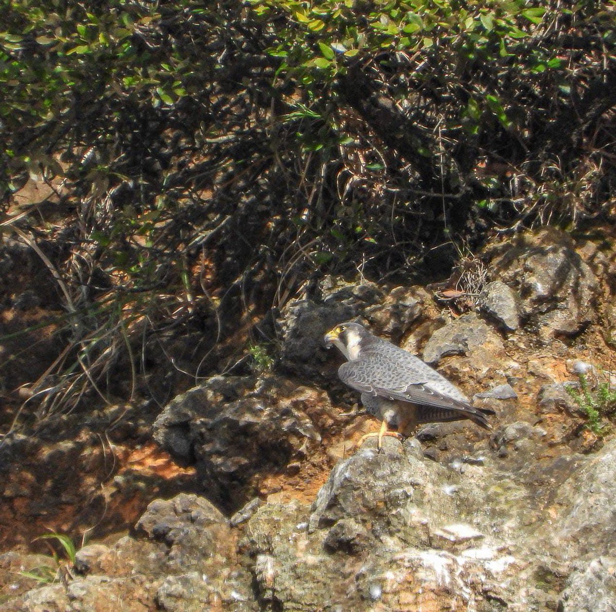 marenelcamino's tweet image. En #Santoña , este pasado fin de semana la "estrella" era la #Habelda pero a mí me dejó mucho más contenta ver estos preciosos #halcones. ¿Esto me pasa por culpa del #halcón de @DGpajaraguer ?